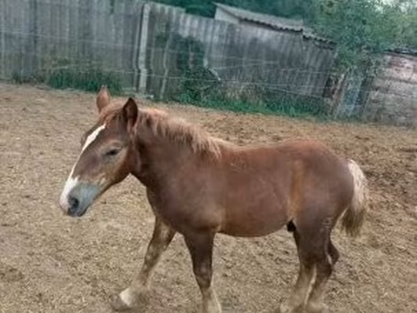 Айғыр, Hungarian horse breed
