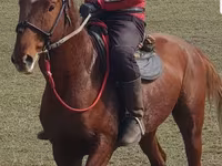 Cheval, Trakehner — photo 2