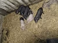 Säue, Schweine — Foto 3