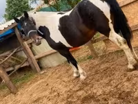 Égua, Cavalos — foto 2