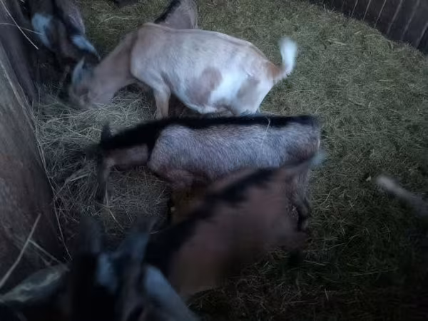 Kozel, Nubian Goat — Maďarsko
