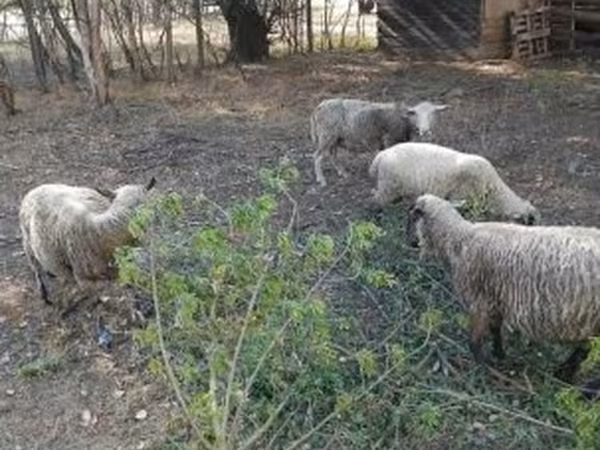 نعجة, White Suffolk sheep