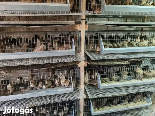 Quails — Hungary