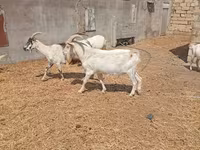 Ziegenbock, Saanen goat — Foto 4