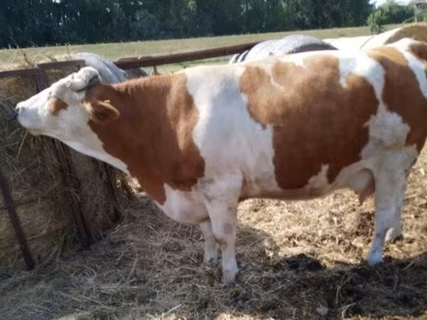 Vaca, Simmental cattle — Hungria