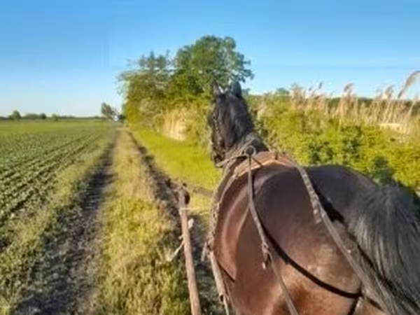 Koń, Nonius horse