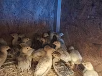 Turkeys — फ़ोटो 2