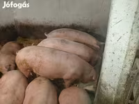 Disznók (tétel, nem megadva), Sertések — 2. fotó