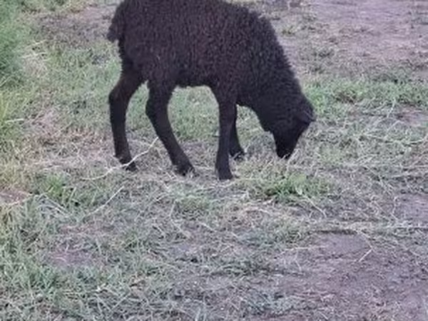 Kos, Racka sheep — Magyarország