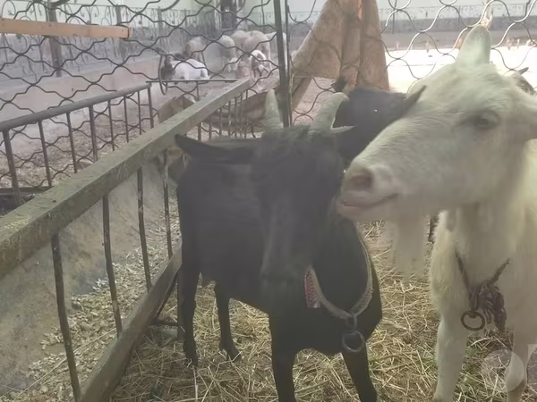 Ziege, Murcia-Granada goats