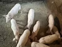 Süldőanya, Ландрас — 4. fotó