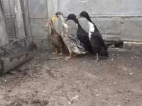Geese — foto 2