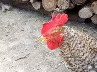 Chickens — photo 4