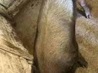 公猪, Дюрок — 照片 4