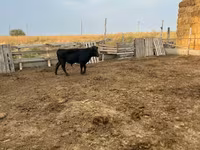 Vache, Aberdeen-Angus — photo 1