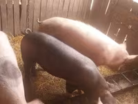 Sow, Pigs — photo 2