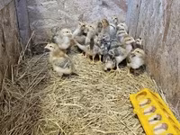Chickens — फ़ोटो 1