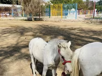 Lovak (tétel, nem megadva), Australian Pony — 5. fotó