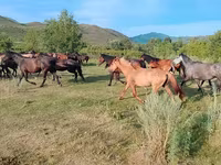 Cavalo, North Swedish horse — foto 1