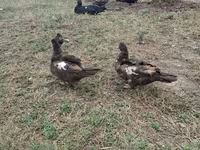 Domestic Muscovy — photo 2