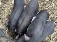 母猪, Pigs — 照片 4