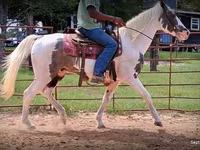 Hing, National Show Horse — 8. fotó