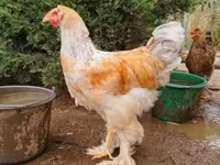 Brahma — foto 3