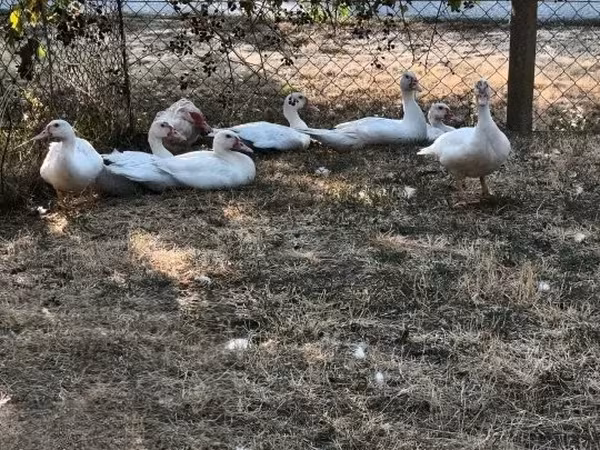 Утки