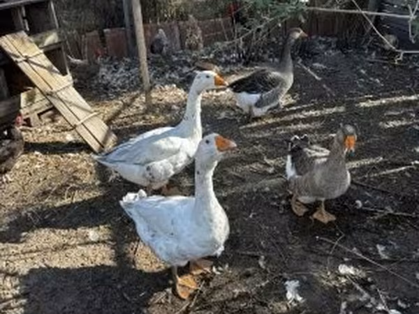Geese — Magyarország