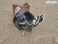 برونز — الصورة 2