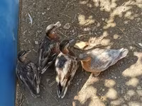 Ducks — Foto 4