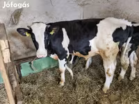 公牛, Holstein breed — 照片 2