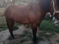 Mare, Horses — photo 6
