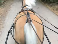 Stute, Hungarian horse breed — Foto 2