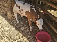 Bika, Magyar szürke fajta — 1. fotó