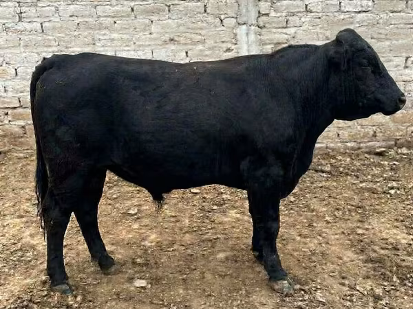 Toro, Aberdeen-Angus