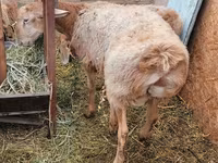 Bélier, Arashan sheep — photo 3