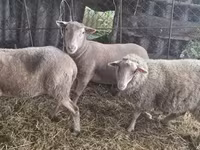 Sheep, Sheep — photo 4