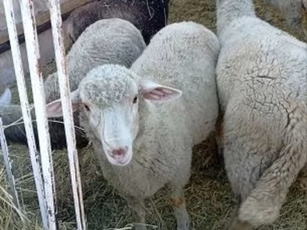 Ram, Sheep — Hungary