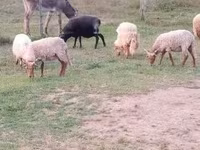 मेढ़ा, Racka sheep — फ़ोटो 2