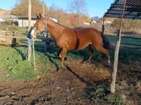 Kanca, Shagya — 4. fotó