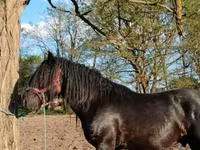 Cheval, Gypsy horse — photo 1