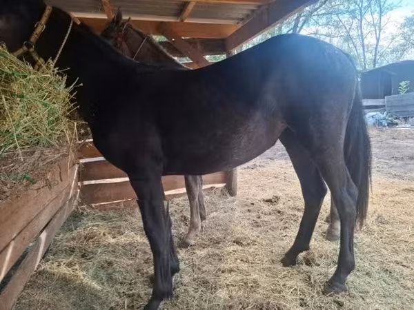Klisna, Lipizzaner — Maďarsko