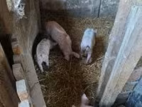 Boar, Pigs — photo 3