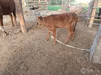 Tehén, Red Estonian cattle — 2. fotó