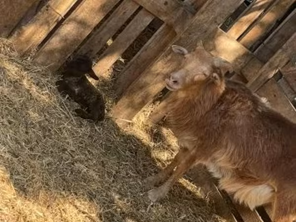 भेड़, Cameroon sheep