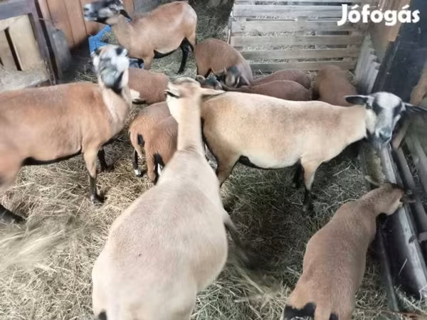 Sheep, Cameroon sheep