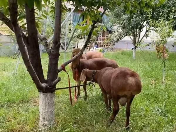 公羊, Sheep