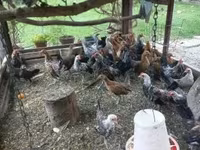 Bantam Holandês — foto 6