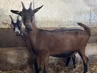 Koza, Alpine goat — foto 2